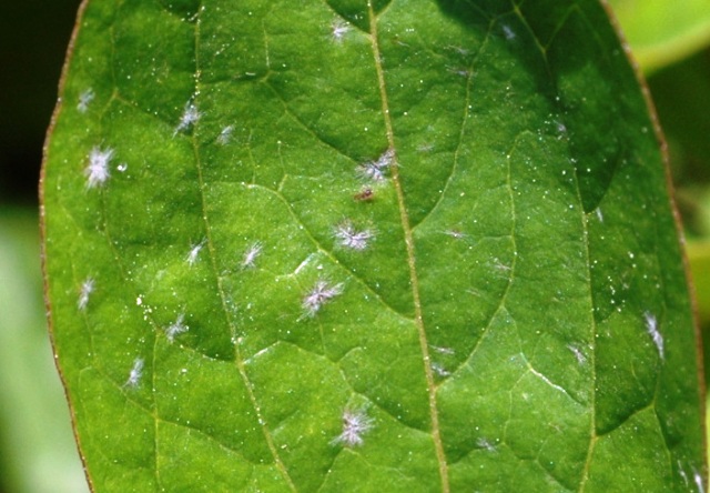 うどんこ病病気について病害虫図鑑アースガーデン ～園芸用品～アース製薬株式会社