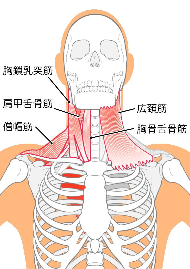 お顔の筋肉トレーニングでたるみ防止池袋 美容皮膚科 カロンクリニックコラム