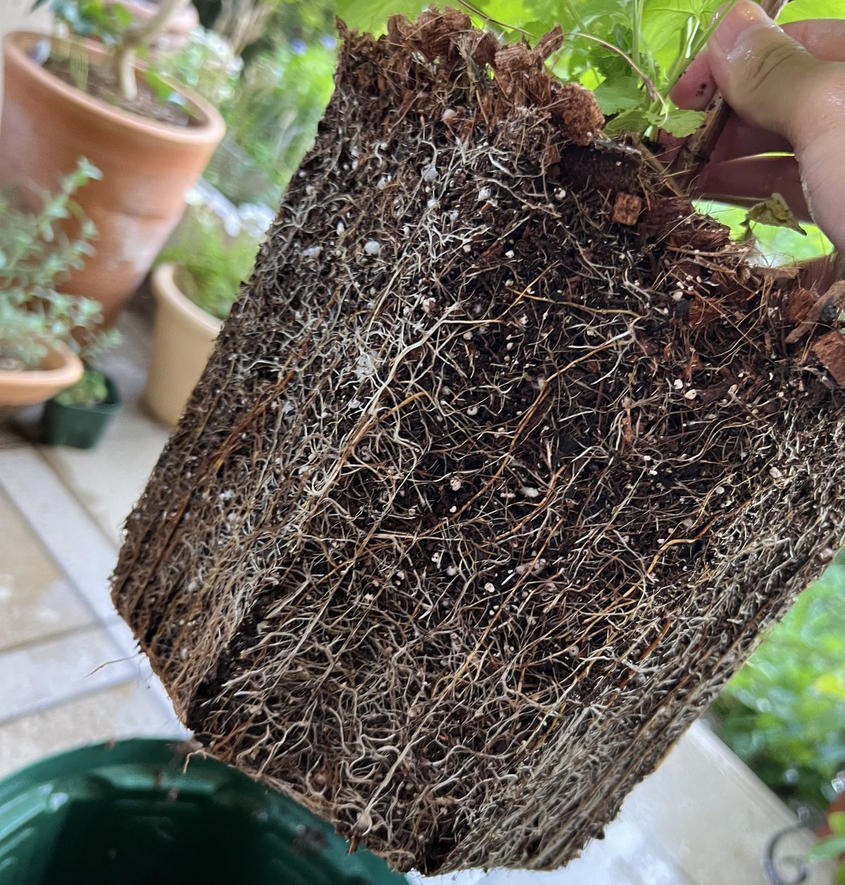 ラズベリーが枯れる原因は「根」にあり！茅田が育てるブログ