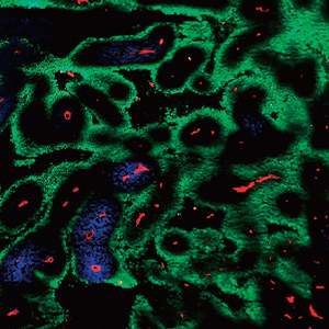 4 3深夜「NHKスペシャル」再放送決定！好評の「ルイボスティー 」あります。生活の木からのニュース生活の木：ハーブやアロマなど自然の恵みを活かし、ウェルネス＆ウェルビーイングなライフスタイルをお届け