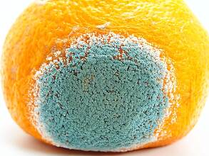 みんなどうしてる!?みかんのカビ・腐りのお話し - 伊藤農園のみかんな図鑑