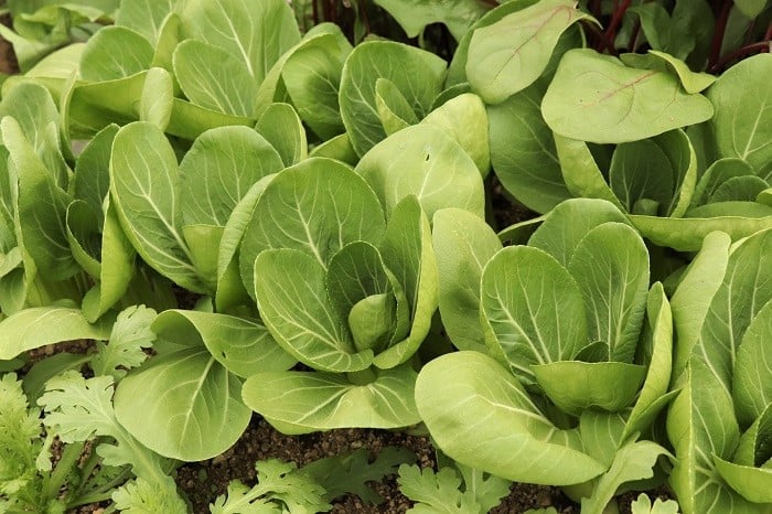 水耕栽培 はやどりチンゲン菜 ―残りの2株を収穫。一株の葉の枚数を数えてみました― - 水耕栽培 100円グッズで始めてみました