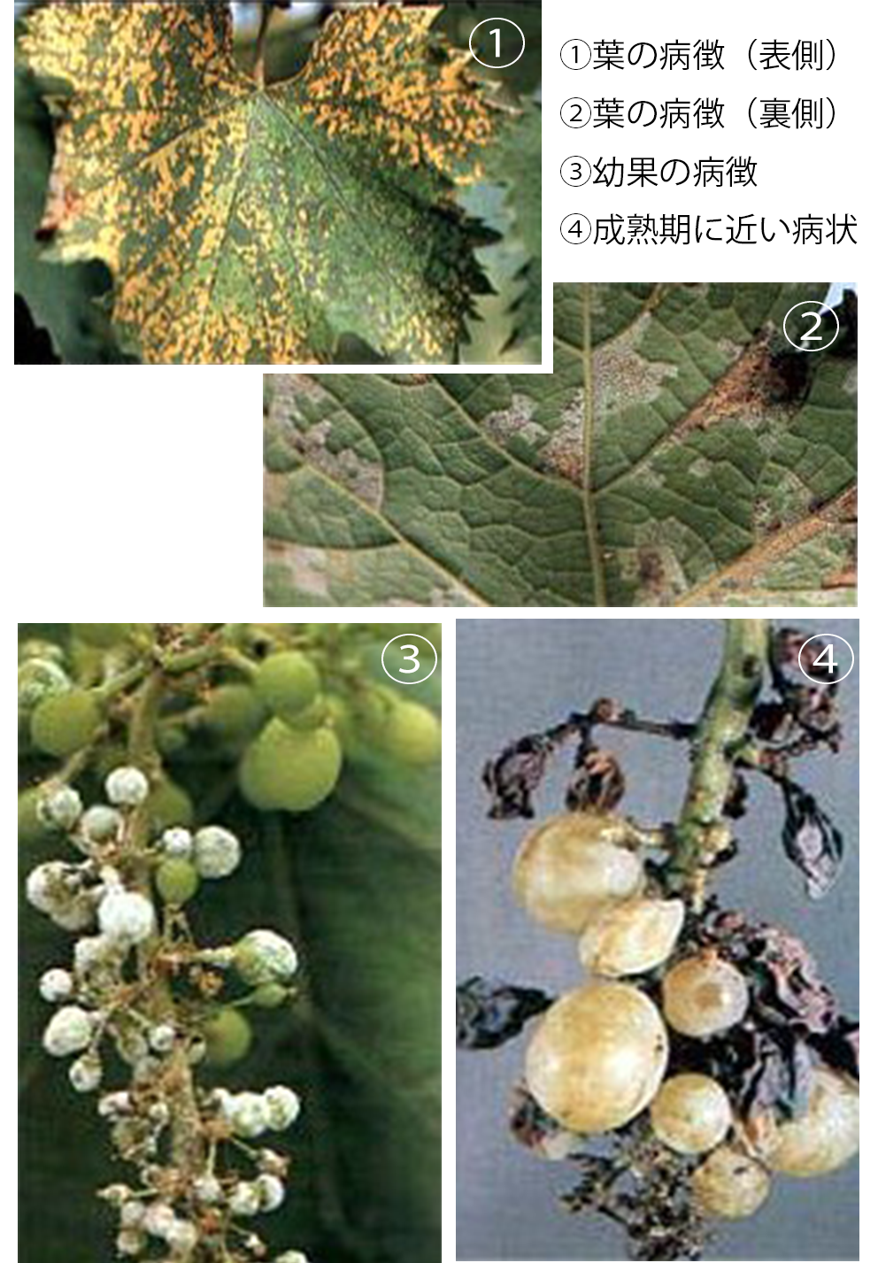 腐った葡萄の束Premium写真