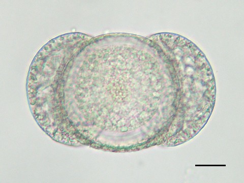 クロマツ ２ おおきくなあれ大日本図書