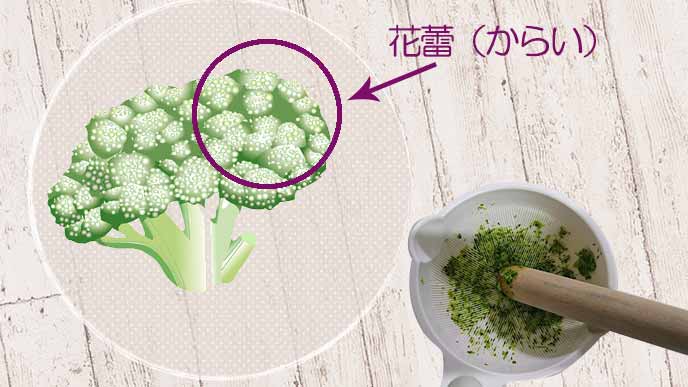 離乳食後期！！ブロッコリーの胡麻和え