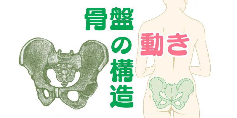 人体構造図の写真・イラスト素材一覧 10,020件ストックフォトの Qlean Market キュリンマーケット