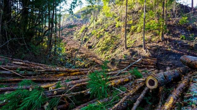 砂漠化進行の原因は過耕作、過放牧、過伐採西アフリカ旅と地理