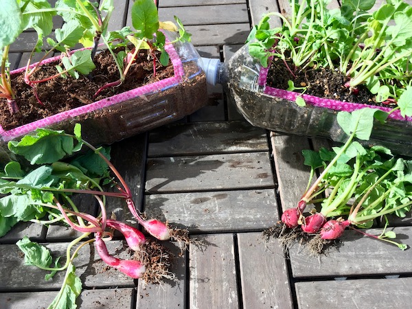 ペットボトルで長方形プランターを作ってみた – 某氏の猫空