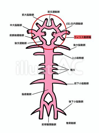 Willis動脈輪の覚え方 - みーの医学