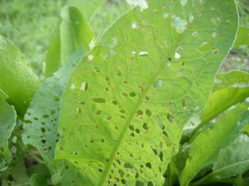 ヨトウムシを駆除したい！何でも食べる害虫を徹底駆除するコツを解説街の修理屋さん