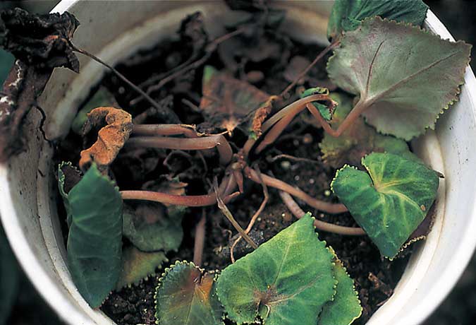 ガジュマルの葉っぱが黄色くなる原因とは？黄色くなるのは葉が落ちるサイン？ – ガーデニング.com