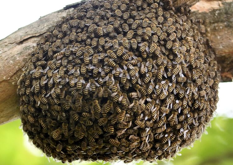 ニホンミツバチの女王蜂の生態、一生