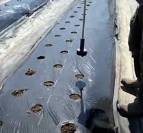 美味しいダイコンを栽培するために！知っておくべきダイコン栽培7つの害虫産直プライム.labブログJA連携！産地直送通販なら産直プライム