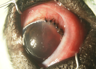 獣医師監修 犬も逆さまつげになる？症状や原因と治療方法について - petan