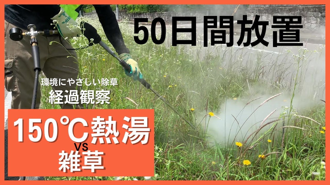 雑草に熱湯って本当に効く？草刈りのプロがやり方と注意点を徹底解説沖縄で草刈り・木の伐採なら庭匠 NIWASHO