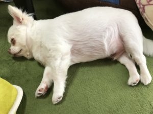 チワワの平均体重とダイエット法を調査！体の状態を知って正しく健康管理ナノワン