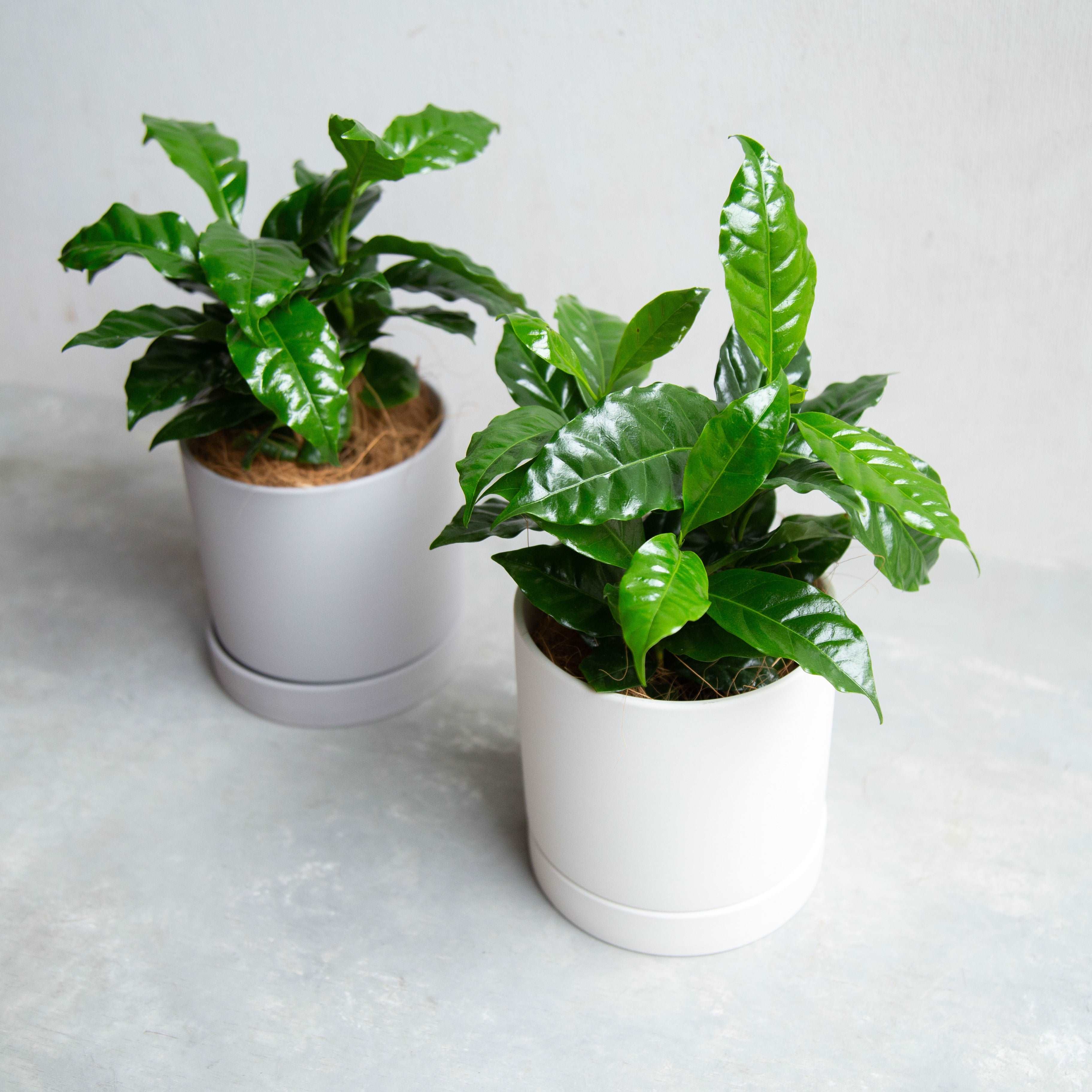 コーヒーの木の風水効果と置き場所について観葉植物・お花の通販 AND PLANTSアンドプランツ