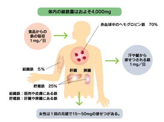 血液が濃いと言われたら？ 「多血症」について国立長寿医療研究センタ