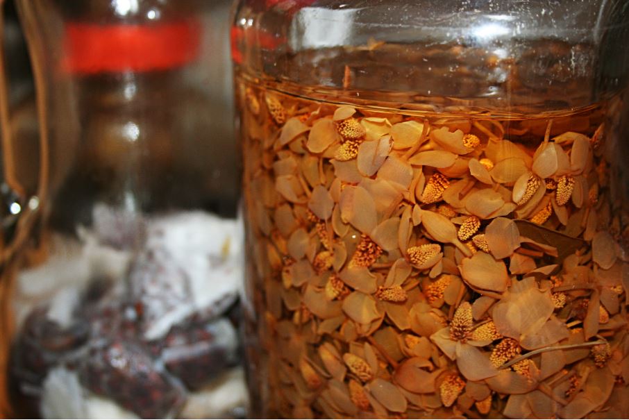 ドクダミ花チンキの作り方 化粧水や虫除けスプレーに