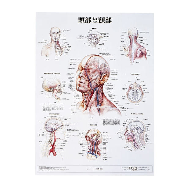 1,879 解剖図 Stock Photos, High-Res Pictures, and Images - Getty Images人体,医学, 人体 筋肉