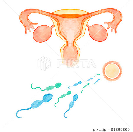 620点を超える受精卵のイラスト素材、ロイヤリティフリーのベクター素材グラフィックスとクリップアート - iStock胎児