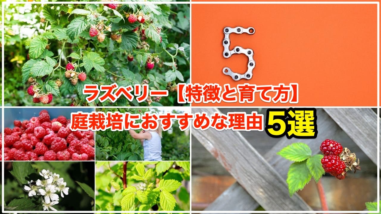 園芸ファン待望。 家庭で育てるコツ満載の『NHK趣味の園芸 12か月栽培ナビ ⑱ラズベリー ブラックベリー』が2月18日に発売！株式会社ＮＨＫ出版のプレスリリース