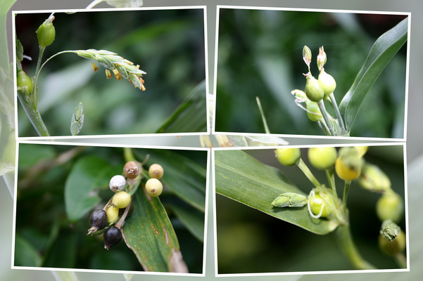 星月菩提樹 数珠ブレスレット108玉 京都オパール仕立星月菩提樹の108玉ブレスレットに輝きのとても綺麗な京都オパールを組み合わせた新商品になります。 京都オパールは他の色も対応可能です。神戸数珠店京念珠数珠念珠心のお守り京都オパール数珠ブレスレット