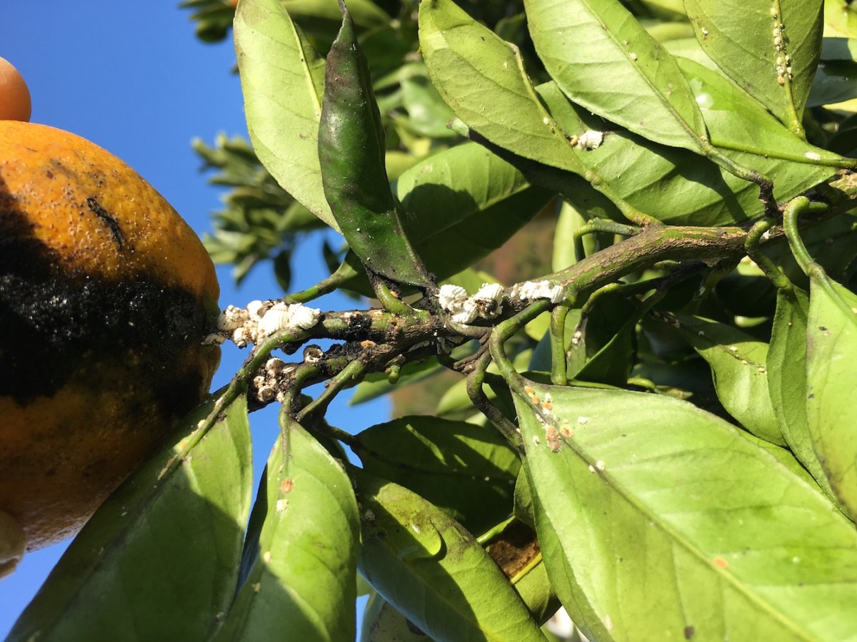 すす病とは？すす病が発生する原因と対策について - For your LIFE