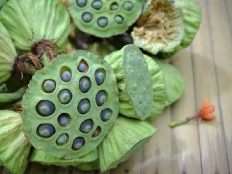 集合体恐怖症の写真素材 - PIXTA