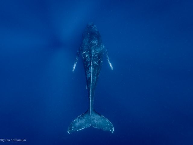 シャチを英語で何という？覚えておきたい表現２選