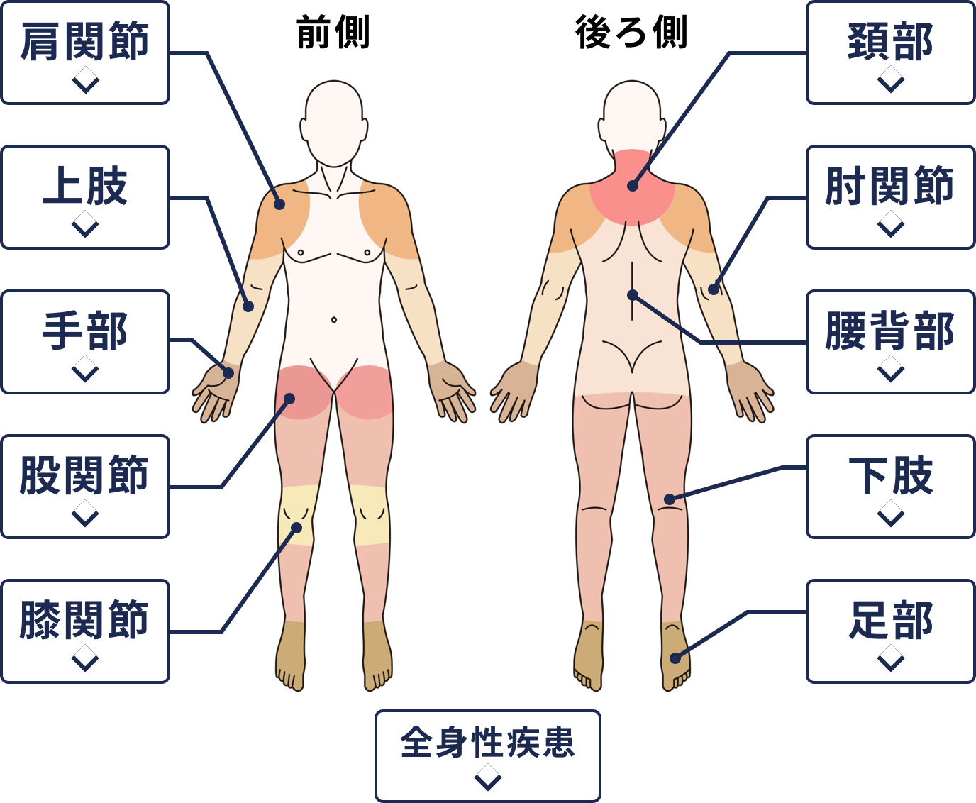 脊椎のしくみとはたらき関節とは人工関節と関節痛の情報サイト関節が痛い.com