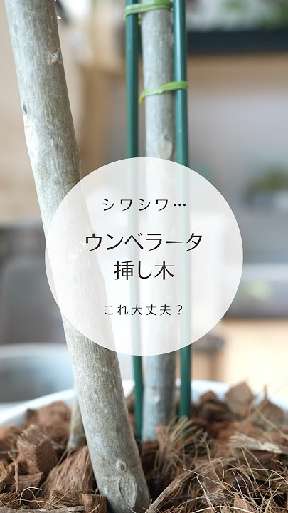 ウンベラータを切ってモォータ枯れたウンベラータですが、復活へのかすかな望みを託して切ります！ oyageeの植物観察日記