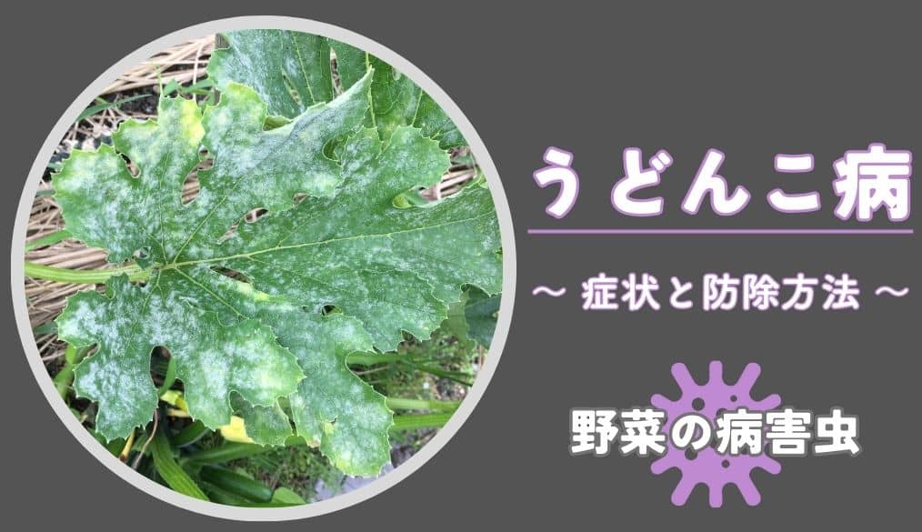 いまさら聞けない、うどんこ病の原因と症状。酢や重曹を使った治療法も紹介マイナビ農業