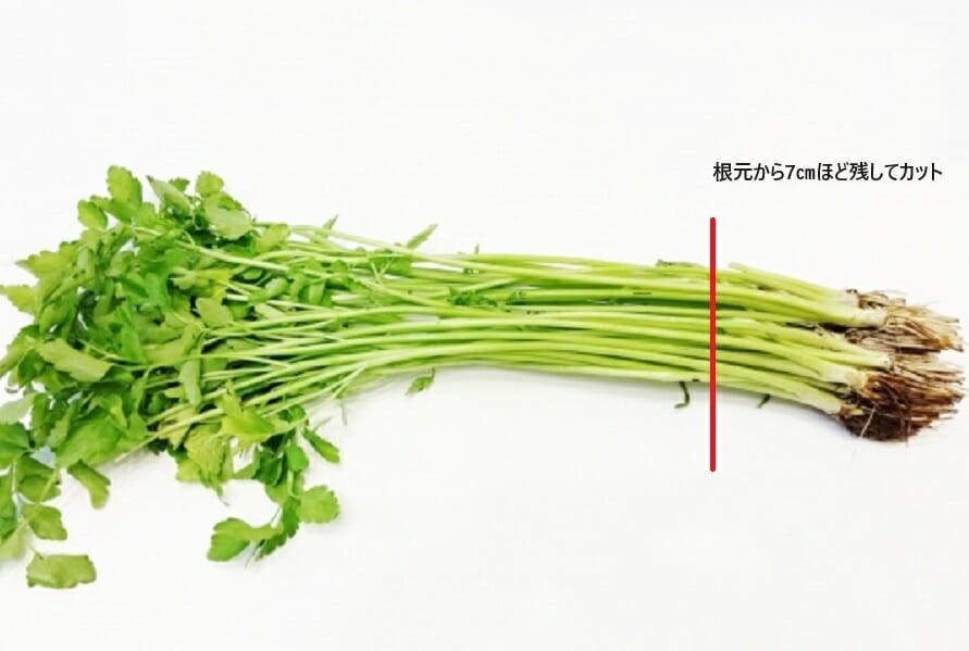 リボベジ 12月にぜひ植えてほしい！セリの再生栽培 水耕栽培 とプランター栽培での植え方・育て方 春の七草シェア畑