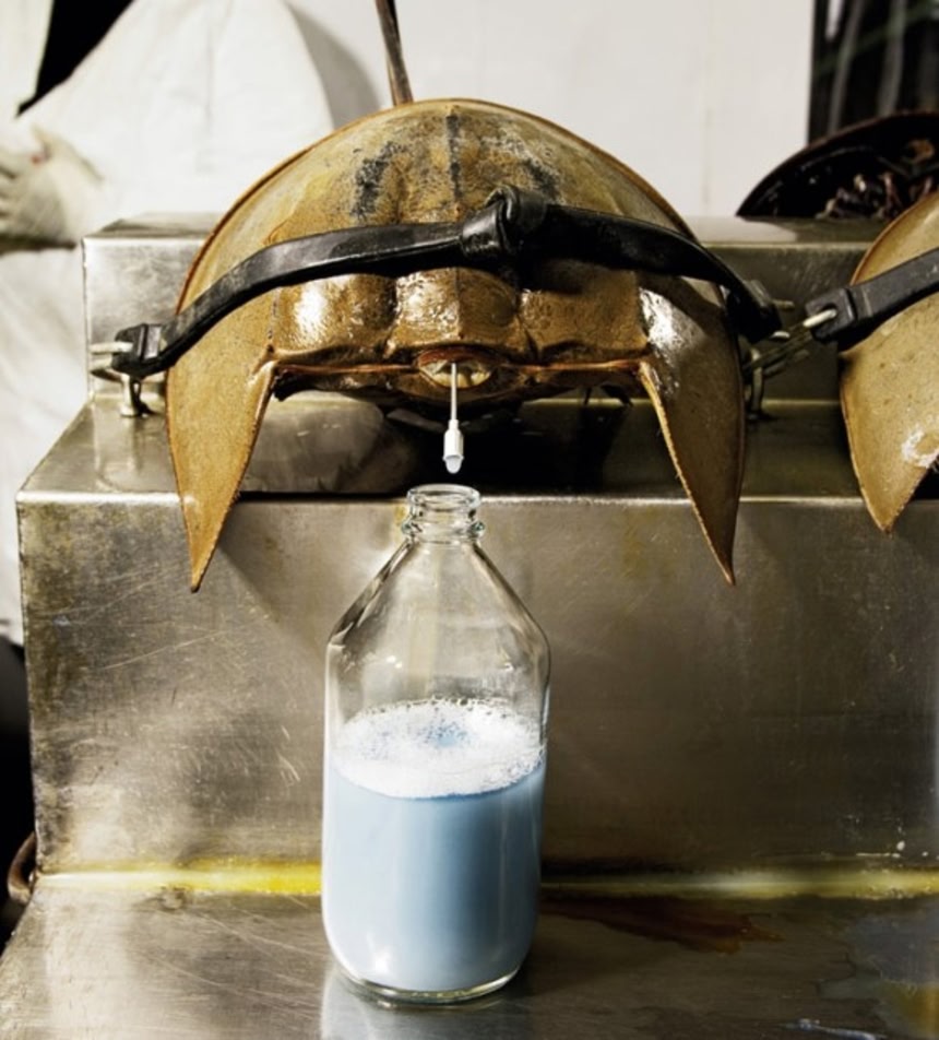 人類の命を救う「青い血」を持つカブトガニを守るため遺伝子工学が用いられている - GIGAZINE