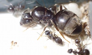 ムネアカオオアリ岐阜のアリ