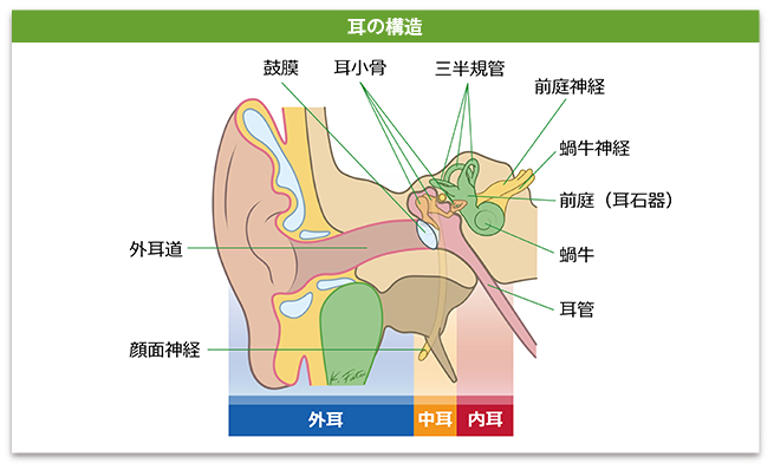 頭の中で音が反響している感じがする神戸市北区-三田市の梶谷接骨院・鍼灸院 専門技術があるからできる整体・鍼灸