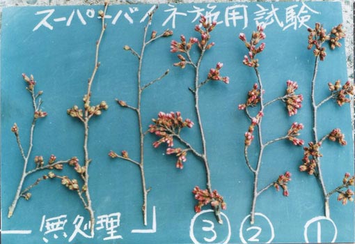 アオダモへの肥料のやり方、時期について