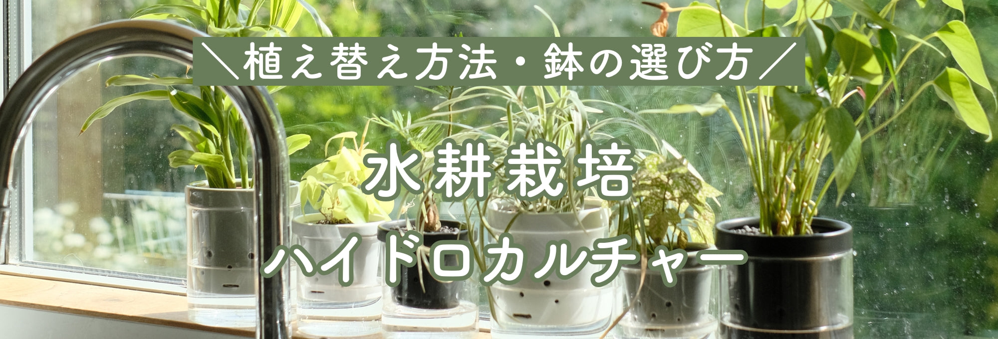 10日前にハイドロカルチャーのポトスを購入しました。1週間経っ 園芸相談Q＆Aみんなの趣味の園芸