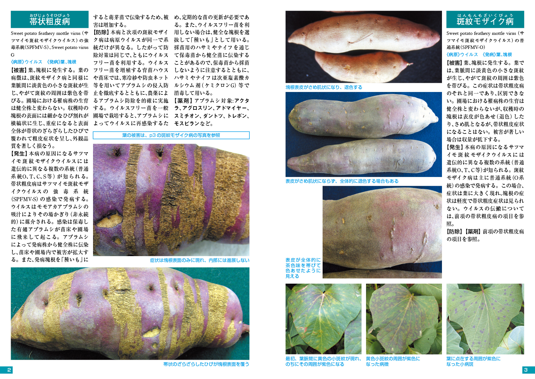 虫食いサツマイモの収穫・無農薬栽培の限界？癒し草のブログ