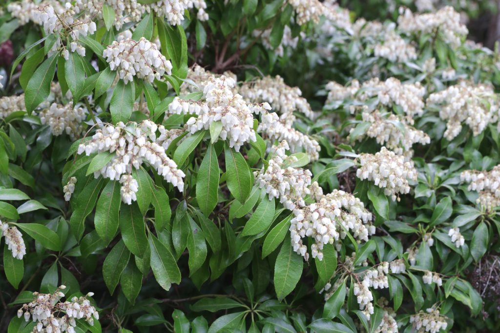 馬酔木とは意味とはフレーズ表現辞典