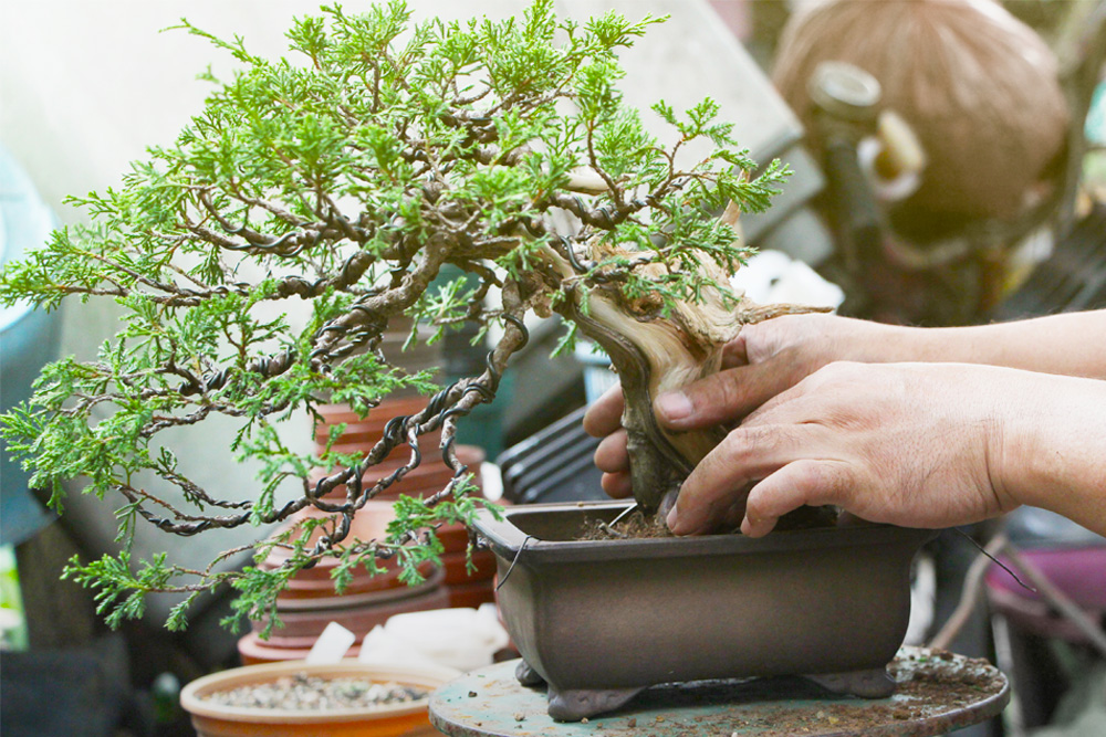 2025年最新植物イベントのまとめ全国版植物図鑑HanaPrime ハナプライム