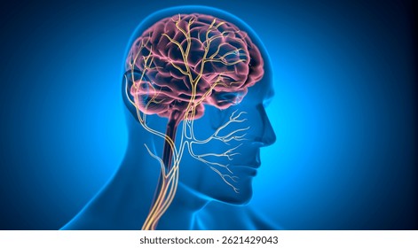 迷走神経自律神経として働く、人体に広く分布する脳神経東京カウンセリングオフィス