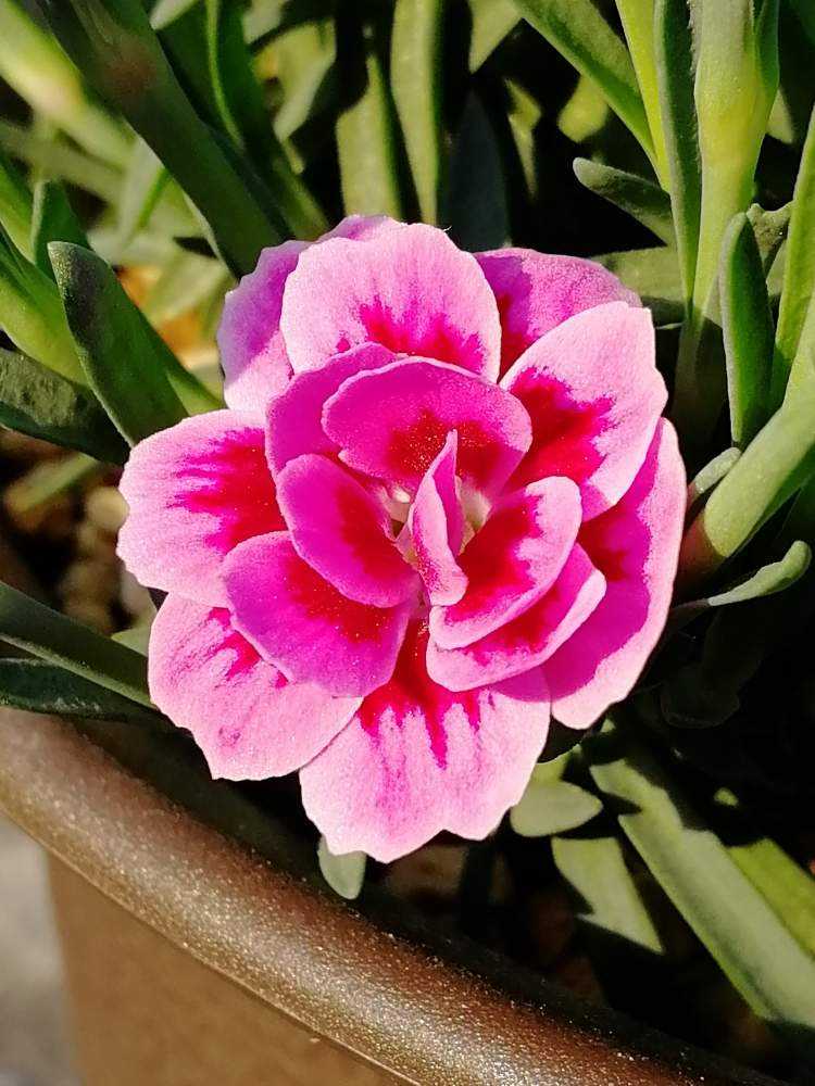 なでしこは、このまま枯れてほっとけば - また咲くのですか？きたないので、根- Yahoo!知恵袋