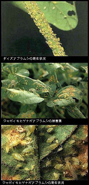 枝豆の葉が毎年このような状態になって最悪の場合枯れてしまいま- Yahoo!知恵袋