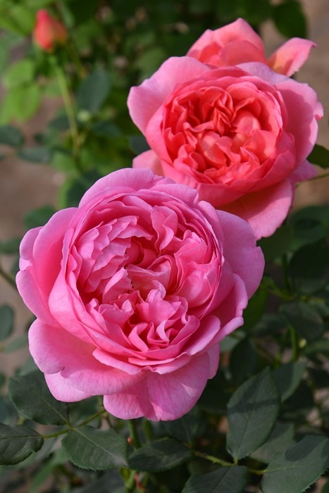 蓮コラの写真素材 - PIXTA