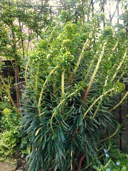 ◎ユーフォルビア・カラキアスでしょうか？散歩道の野草と風