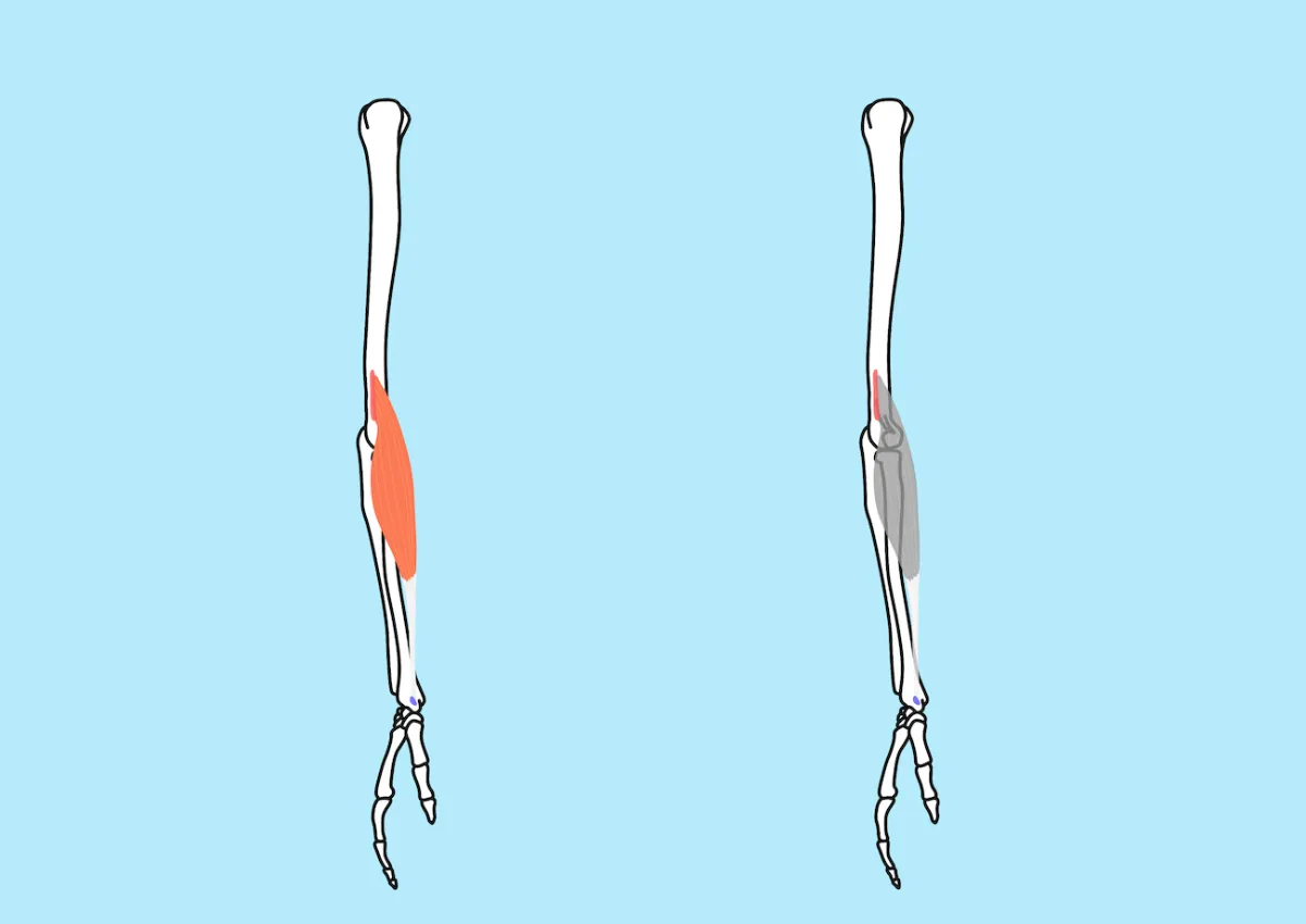 フィジークに必要な最強腕トレメニュー！おすすめ種目・解剖学・組み方の例まで徹底解説！ -最高のパーソナルトレーナーが見つかるインタビューメディア ファインドトレーナー