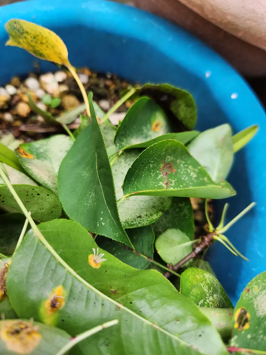 葉は腐敗への損傷と寄生虫の梨アップのブドウの病気産業梨庭の保護の概念 - まん延のストックフォトや画像を多数ご用意 - まん延, ウイルス,ウクライナ - iStock