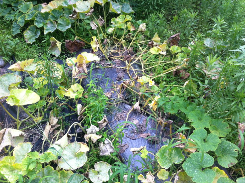 ５月連休に坊ちゃんかぼちゃを植え、育てています。『雌花が大 園芸相談Q＆Aみんなの趣味の園芸